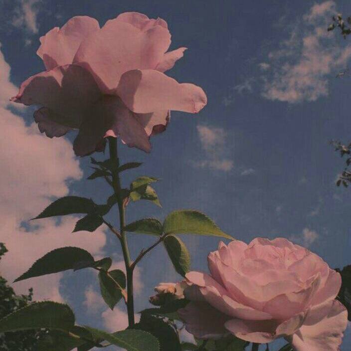 علیرضا دی تی آر همزاد منی